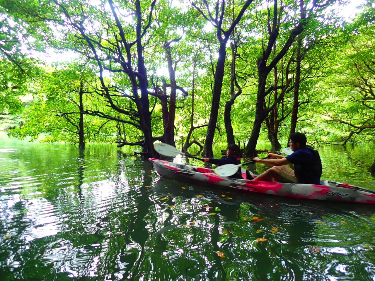 【石垣島/半日】超定番！天然記念物のマングローブ林を行くカヌーツアー（ES-61）