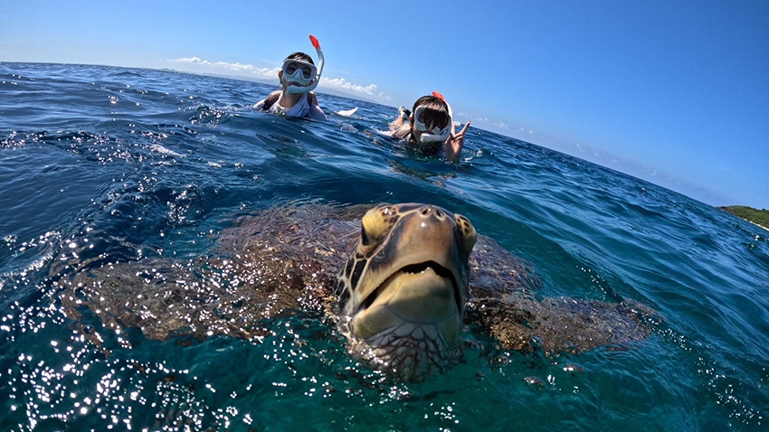 【石垣島/半日】ウミガメ遭遇率99％以上☆ウミガメシュノーケリングツアー＜ウミガメ見れなきゃ全額返金＞初心者OK！（ES-14）