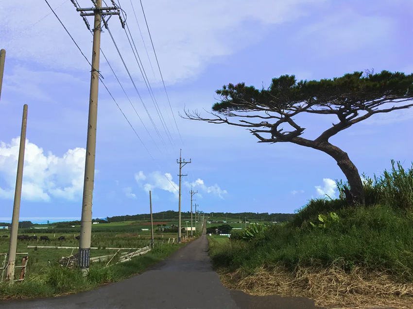 【石垣島発/半日】小浜島レンタサイクルコース9:00／10:30発＜往復フェリーチケット付き＞電動自転車でのんびり観光しよう♪（ES-100）