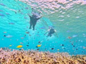 【西表島/半日】奇跡の島『バラス島』でウミガメと泳ごう！世界に2つだけのサンゴ島で体験する感動のシュノーケリングツアー