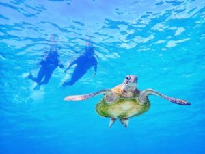 【西表島/1日】自然と海を満喫！マングローブSUP/カヌー＋バラス島シュノーケリングツアー