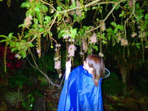 【西表島/期間限定】一晩で散る幻の一夜花"サガリバナ"鑑賞ナイトツアー