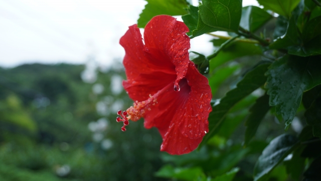 雨でも石垣島旅行を満喫！石垣島の梅雨シーズンの過ごし方やアクティビティを紹介