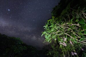 【石垣島/夜】当日予約OK！期間限定☆幻の一夜花『サガリバナ』鑑賞ナイトツアー＜写真データ付き＞