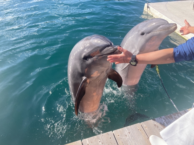 子供と一緒に楽しめる石垣島旅行！おすすめの子連れ観光スポット＆モデルコース紹介