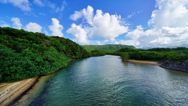 吹通川マングローブ林