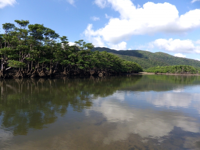西表島SUPの魅力を徹底解説！水牛×滝×大自然の癒し旅【半日・1日プラン】